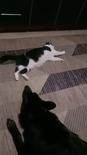 Отдыхают наши любимые красавицы... ;-)