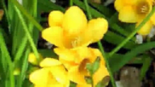 FreeSeeUs (Fresias) смотреть онлайн