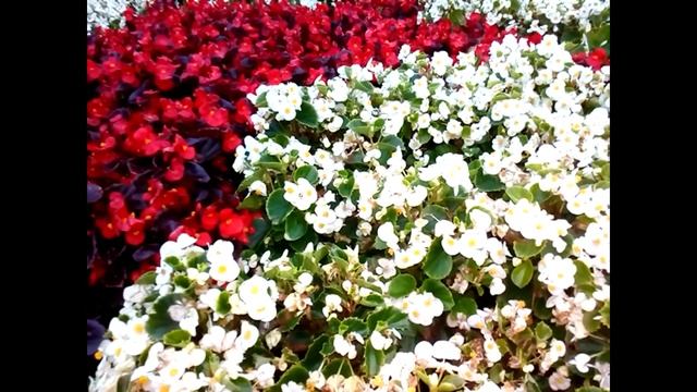 Сентябрь 2020. Последние цветы. смотреть онлайн