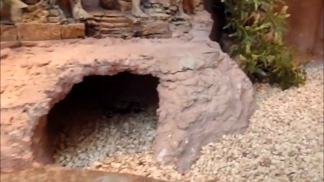 Bearded Dragon clean terra (Pogona vitticeps) - Amalgation смотреть онлайн