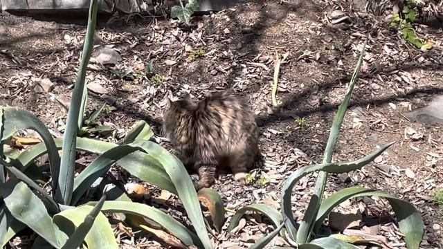 Маленький пушистый охотник в Ботаническом саду Тбилиси смотреть онлайн