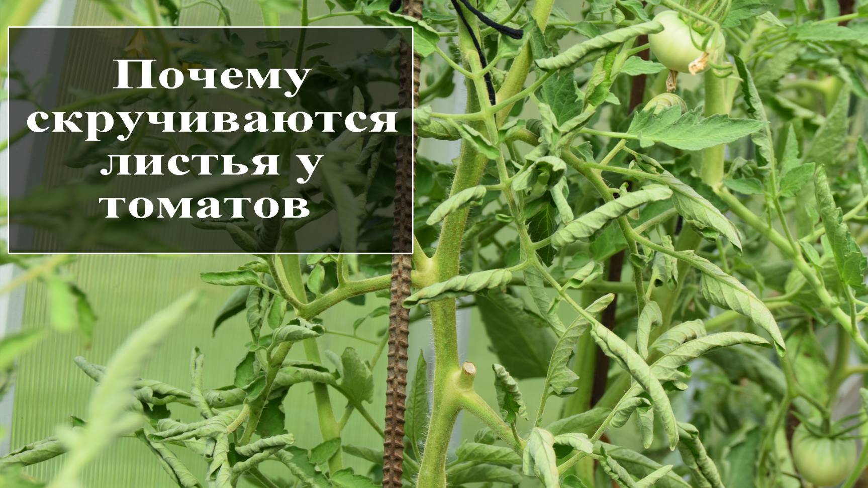Почему у помидор скручиваются листья в теплице смотреть онлайн
