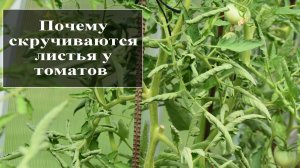Почему у помидор скручиваются листья в теплице