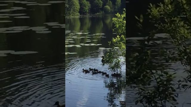 Красивое озеро, граница Санкт-Петербурга, чайки, уточки смотреть онлайн