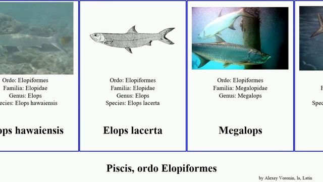 Piscis, ordo Elopiformes fish pan josh affinis lacerta atlanticus Elops Megalops House Guitar смотреть онлайн