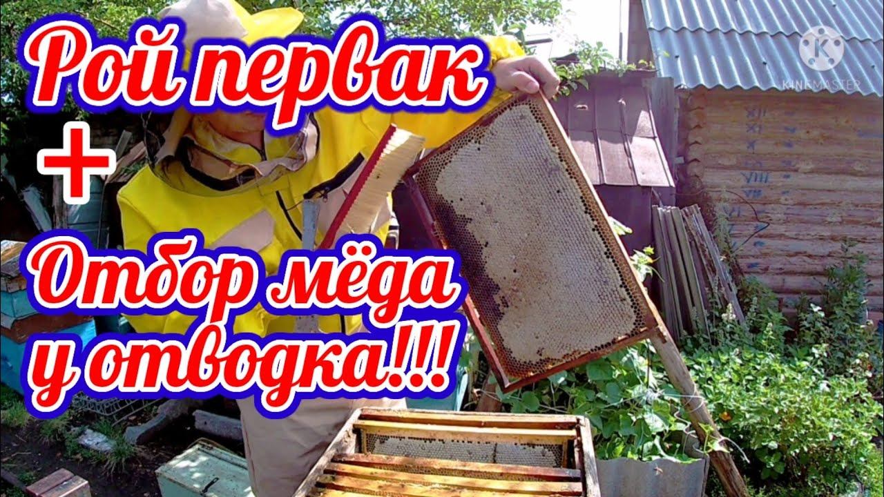 Отбор мёда у отводка и осмотр роя первака. Пчеловодство на Урале!!!