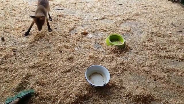 Вырицкая лисичка, Малыш с КАД и малыш-коротколапик смотреть онлайн