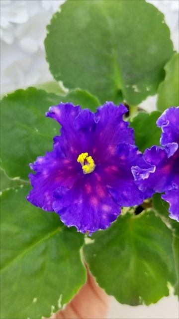 Фиалка Nik-Сокровище Каравана