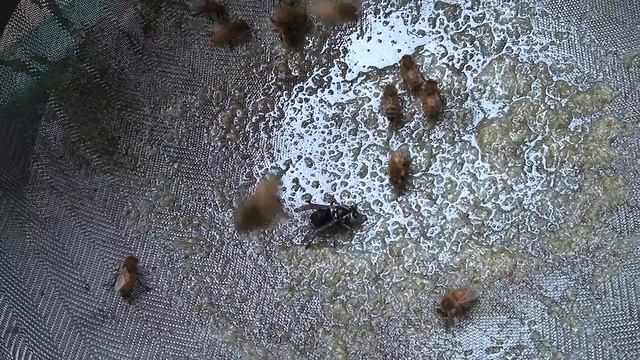 Bees Cleaning up after Honey Harvest смотреть онлайн