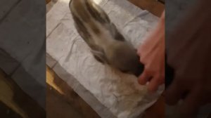 Маленький кабанчик