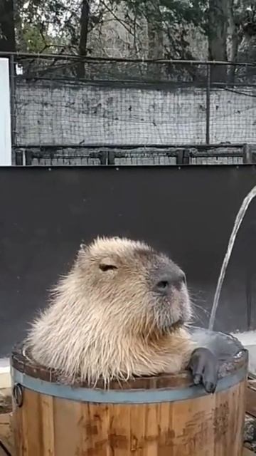A Day in the Life of a Capybara: The Joyful Furball of the World! #shorts смотреть онлайн