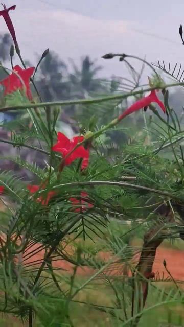 Cypress vine plant blooms# #shorts #shortvideo смотреть онлайн