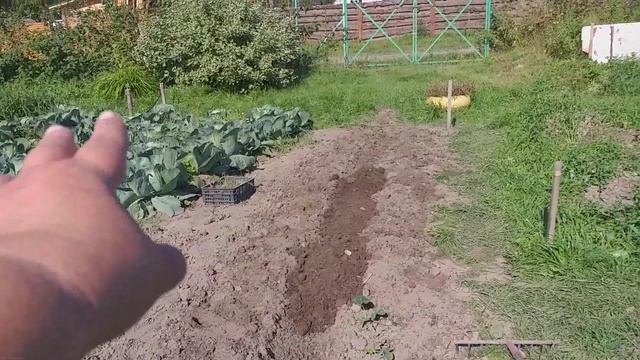 Клубника.Осенняя посадка. смотреть онлайн