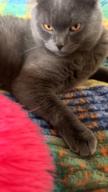 🔴КОТ СМОКИ🔴 смотреть онлайн