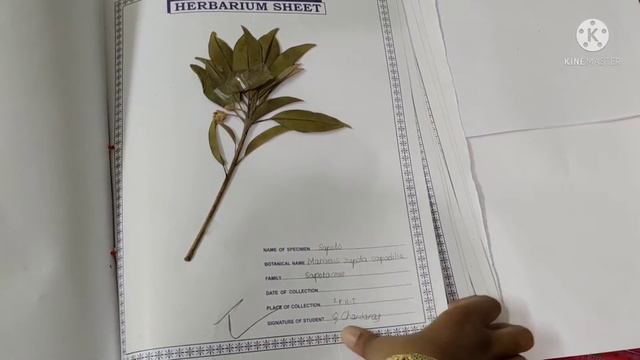 Intermediate second year Practical Herbarium sheets смотреть онлайн