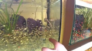 Будни Аквариумиста. Запустил Неонку на нерест и другое