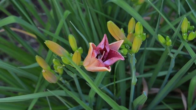 hémérocalles 2 смотреть онлайн