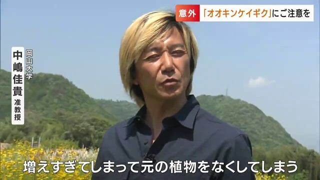持ち帰ると「最高で3年以下の懲役または300万円以下の罰金」川沿いの黄色い花「オオキンケイギク」は生態系に重大な影響を及ぼす特定外来種【岡山】 смотреть онлайн