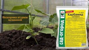 Подкормка огурцов мочевиной