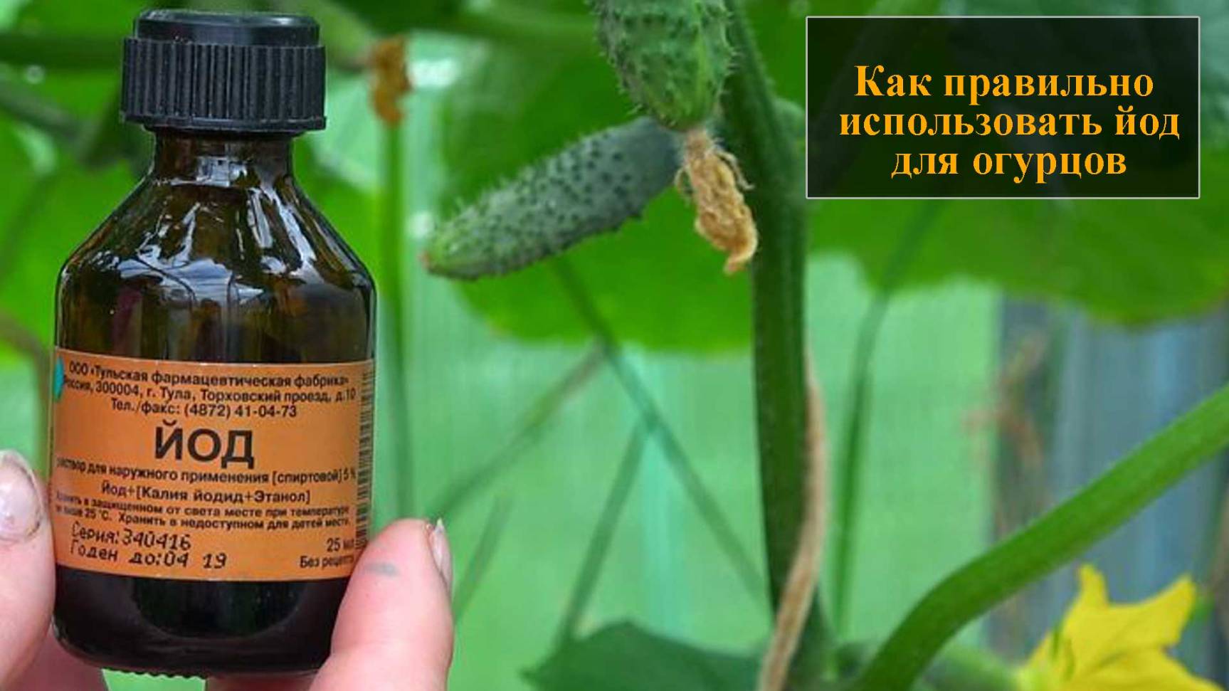 Йод для огурцов смотреть онлайн