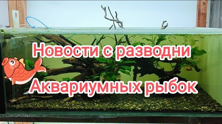Новости с разводни аквариумных рыбок и креветок - установил новые аквариумы на стеллаж. смотреть онлайн