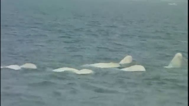 Arctic Watch: Beluga Whales смотреть онлайн