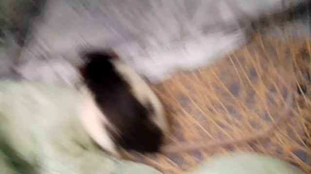 (The Rat's Umka) на русском 🇷🇺 фильме 1 СЕЗОН 10 СЕРИЯ в понедельник школа 🐀🐀🐀 2025 г. 👦🏫