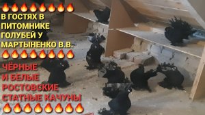 🔥🔥🔥 В гостях в питомнике голубей Мартыненко В.В. 👍👍👍Чёрные и белые ростовские статные качуны.