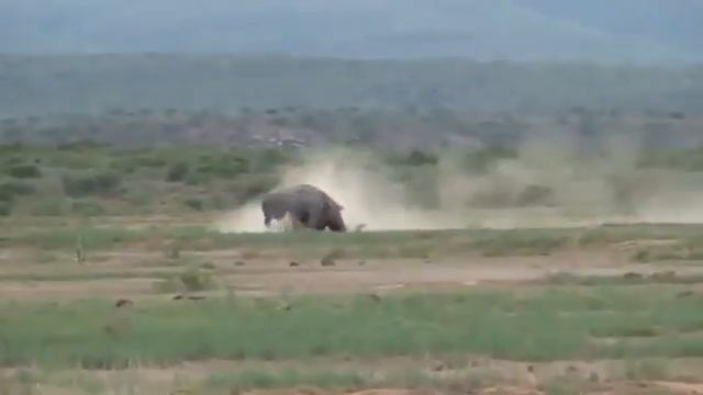 Схватка двух носорогов 2 смотреть онлайн