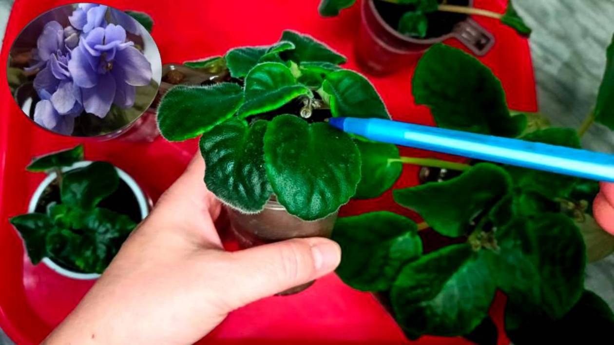 Супер способ омолаживания фиалок, зацвела через 3 недели! Размножение фиалок листьями и розетками смотреть онлайн