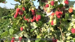 ФЕНОМЕН прекрасный сорт летней малины по всем показателям