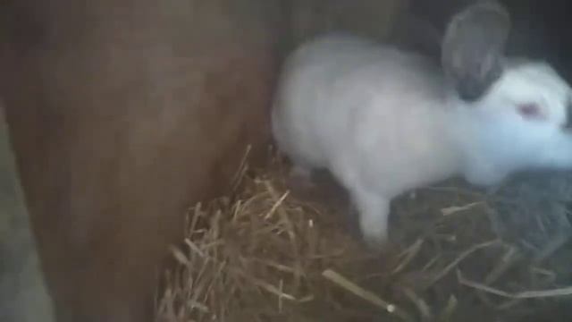 Стоит ли случать кролицу в межсезонную линьку? смотреть онлайн