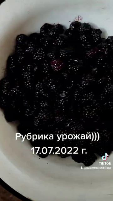 Рубрика урожай лета 2022. 17.07.22 г. #абрикосы #шелковица #малина #вишня смотреть онлайн