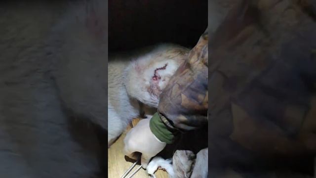 Последствия охоты на секача. Зашиваю в домашних условиях!!! смотреть онлайн