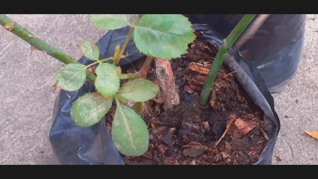 Cómo cultivar rosas con ramas.🌹COMO PLANTAR ROSAS SIN RAÍZ, 🌹HOW TO PLANT ROOTLESS ROSES, смотреть онлайн