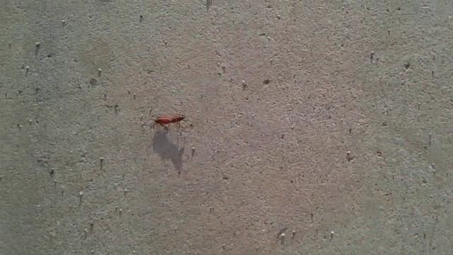 fire bugs in SoCal ( pyrrhocoris apterus ) смотреть онлайн