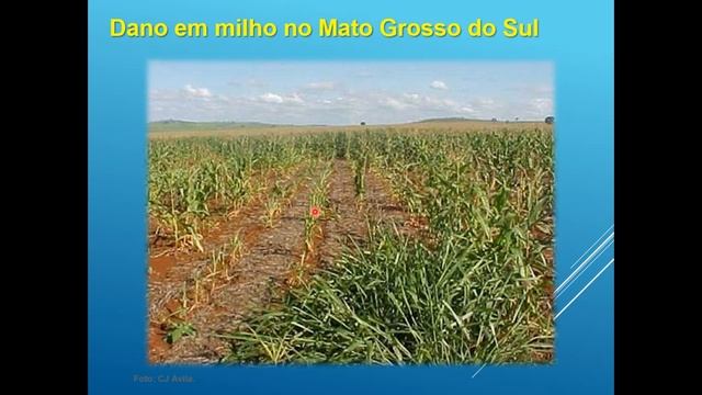 Pragas do milho Parte 1 смотреть онлайн