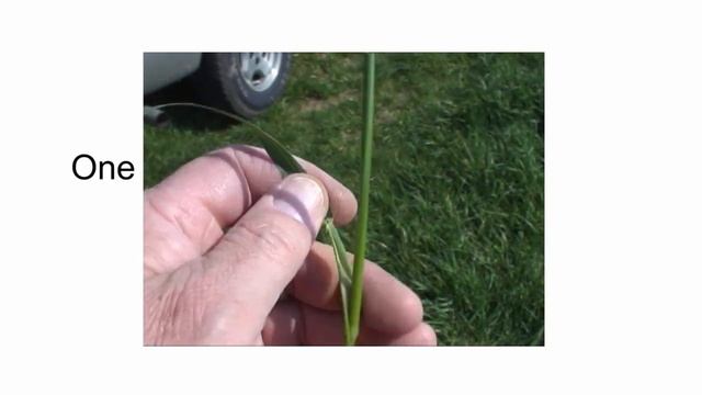 Identifying Wheat Stages for Fungicide Application смотреть онлайн