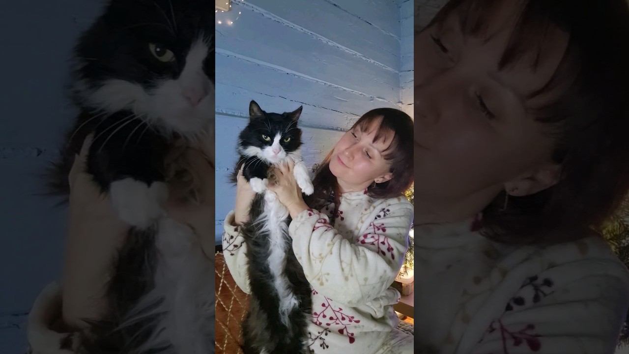 #кошки #кошкиндом #домиквдеревне #изгородавдеревню #котики #котята #кошка смотреть онлайн