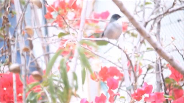 Curruca cabecinegra-Samptkopfgrasmücke-Sardinian warbler-Sylvia menalocephala: Song and alarm call смотреть онлайн