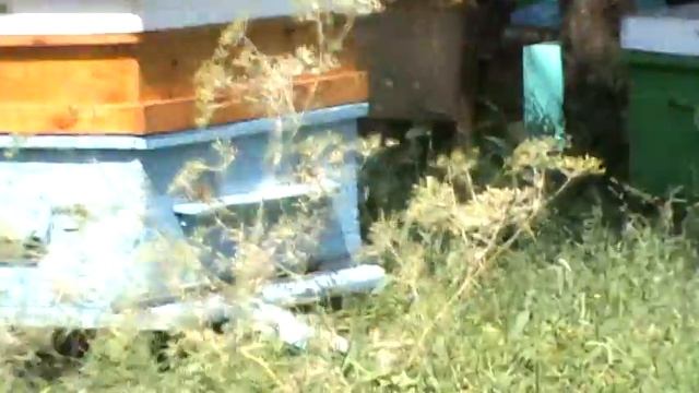 РАБОТА НА ПАСЕКЕ смотреть онлайн