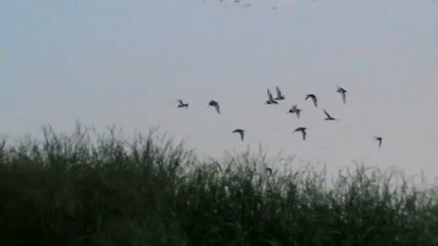 Рассвет, утки ... смотреть онлайн