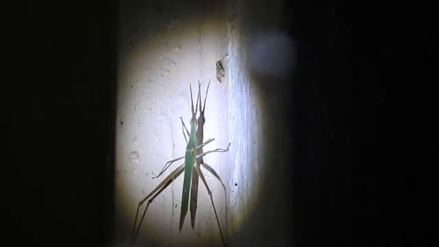 Acrida ungarica Common Cone-headed Grasshopper смотреть онлайн