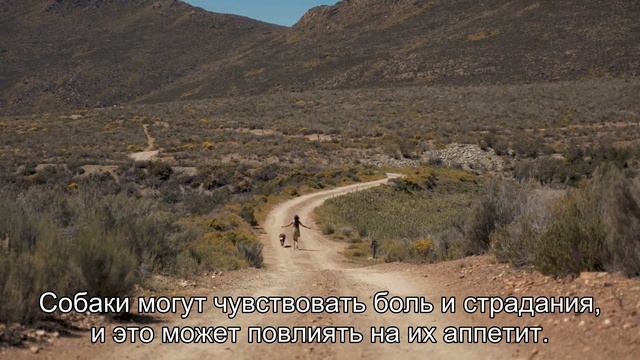 Почему собаки не едят, когда грустят или болеют: тонкости эмоциональной жизни наших друзей смотреть онлайн