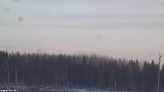Лебеди прилетели смотреть онлайн
