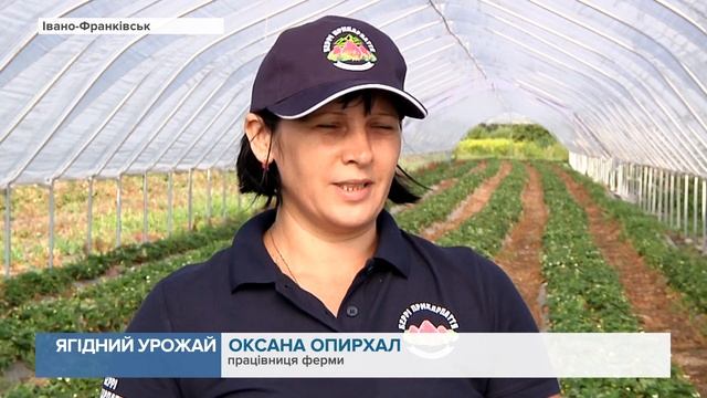 Ягідний урожай: На фермі Богдана Лутчина одночасно достигають полуниці і кавуни смотреть онлайн