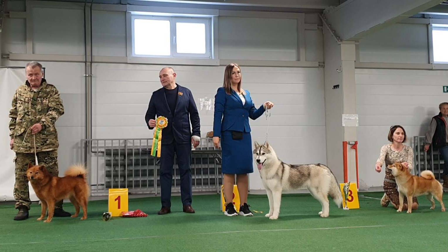 09.02.2025, СПб. Клуб "Ассамблея". Выставка собак САС 5 группы FCI смотреть онлайн