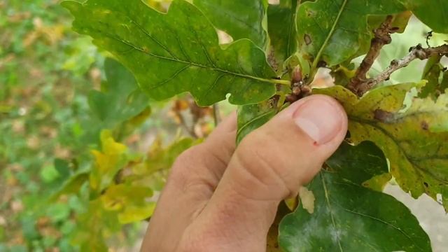 Die Eier des Blauen Eichenzipfelfalters (Favonius quercus) im Herbst смотреть онлайн