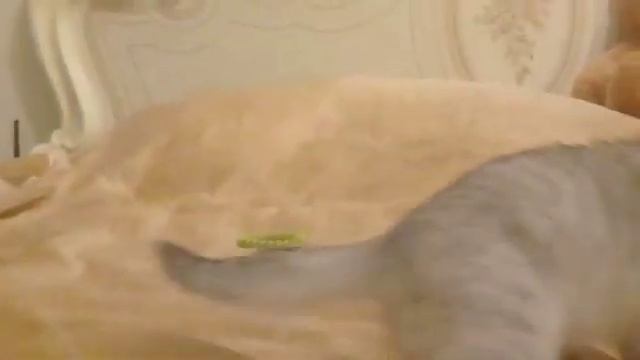 Кот шиншилловый . смотреть онлайн