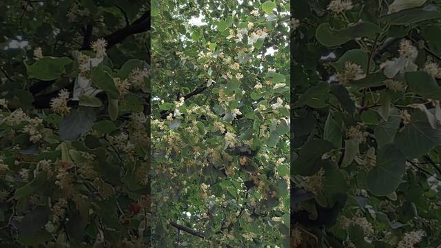 Пчелы и липа смотреть онлайн